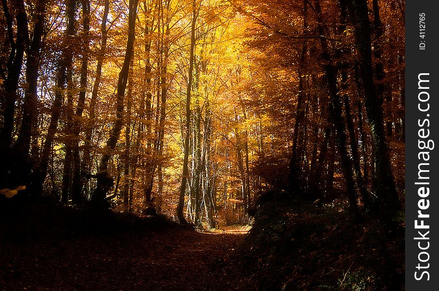 Trees along the woodland road in autumn sunny day. Trees along the woodland road in autumn sunny day