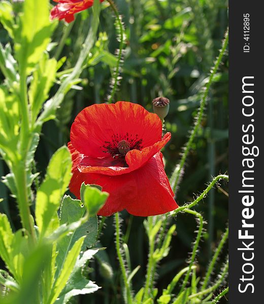 Red-weed blooming in a field on a sunny day in june. Red-weed blooming in a field on a sunny day in june.