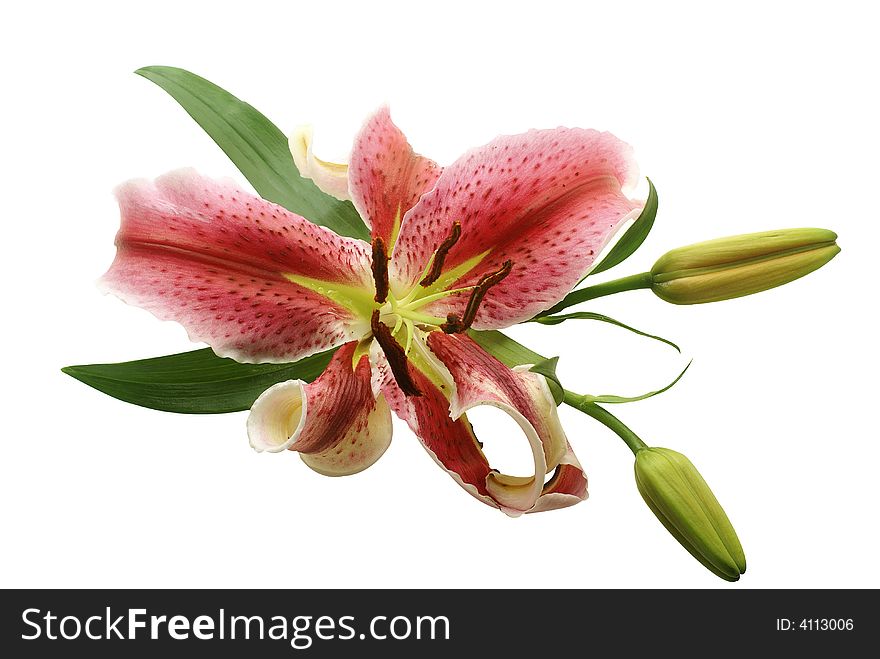 Pink lily isolated on white background with Path