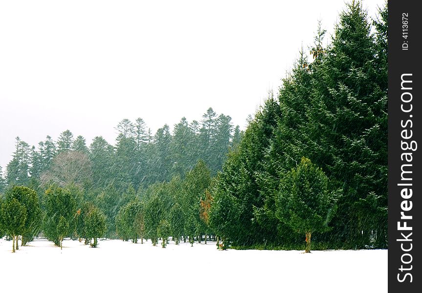 Beautiful, lush green pine forest in a snowstorm. Beautiful, lush green pine forest in a snowstorm