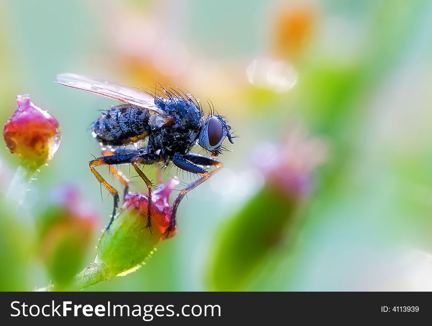 A wet fly on some colorful flower