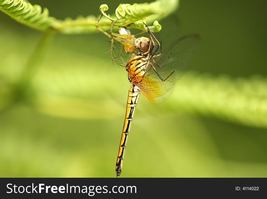 Hanging predator with prey