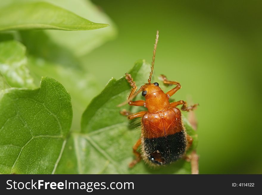 Leaf beetle bicolor brown and black portrait
