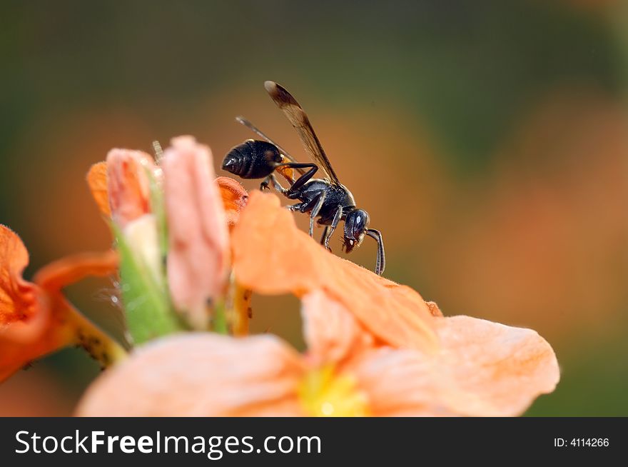 Paper wasp nectar on the flower. Paper wasp nectar on the flower