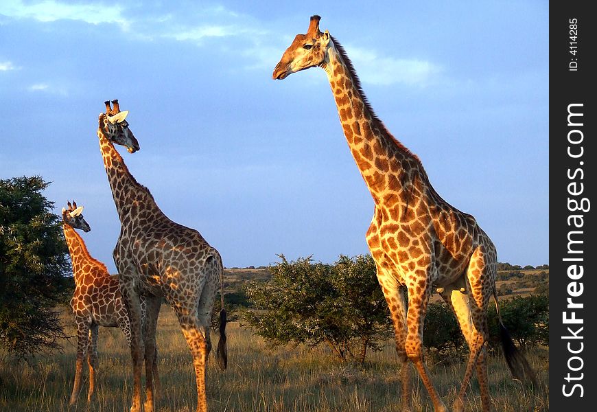 Giraffe Herd