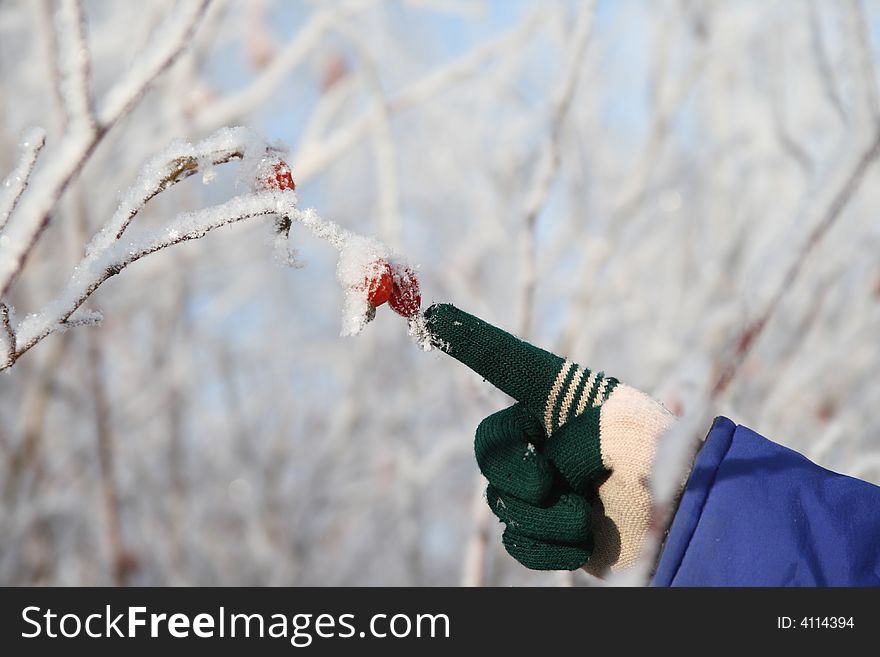 The hand in a glove specifies a berry on a branch in the winter. The hand in a glove specifies a berry on a branch in the winter