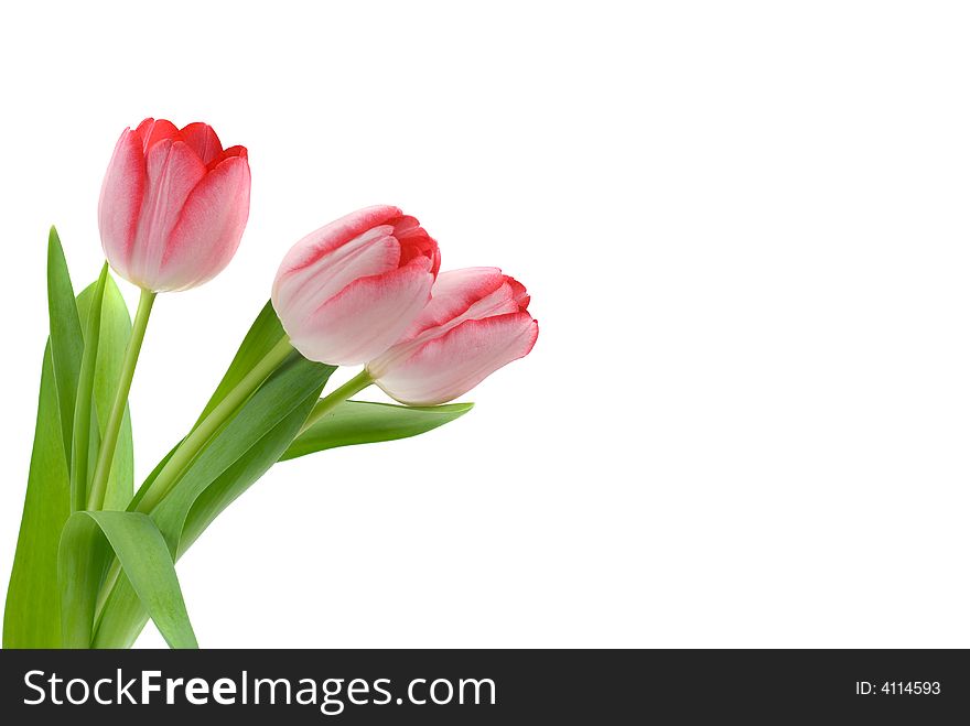 Isolated Tulips
