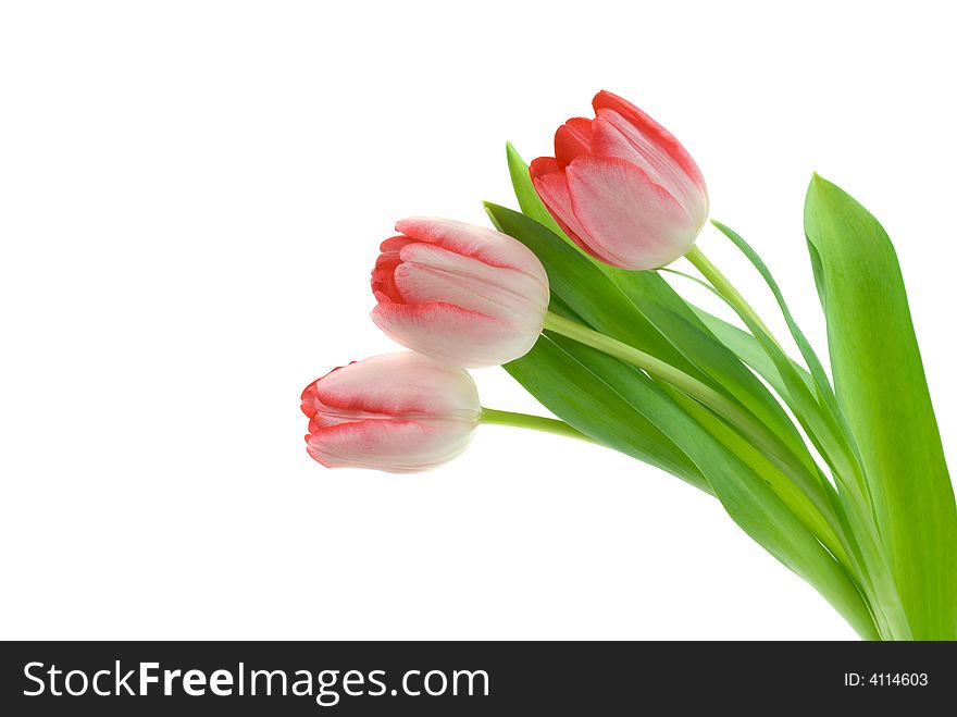 Colorful fresh tulips isolated on a white background. Colorful fresh tulips isolated on a white background