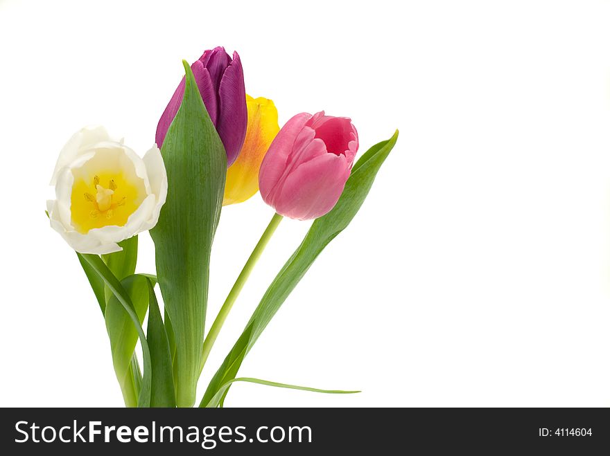 Colorful fresh tulips isolated on a white background. Colorful fresh tulips isolated on a white background