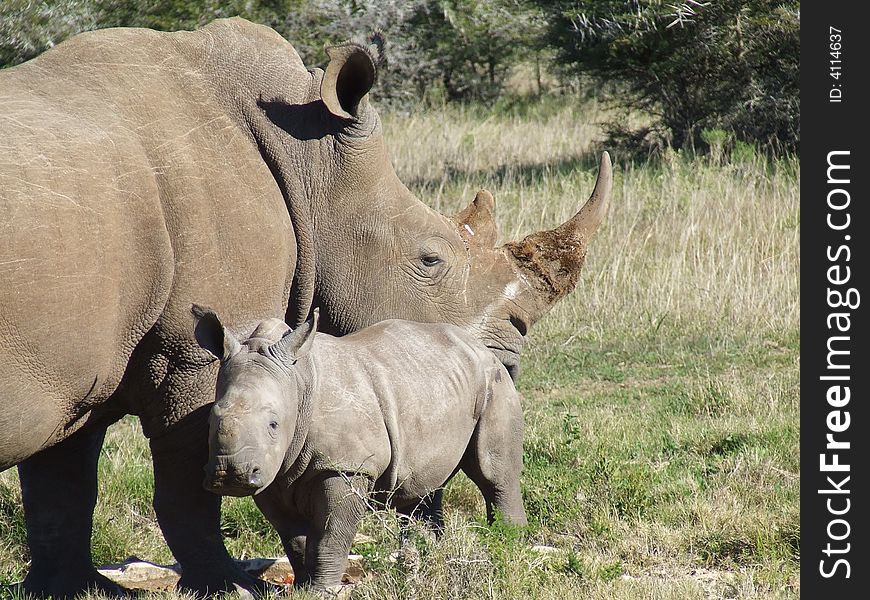 Rhino and calf