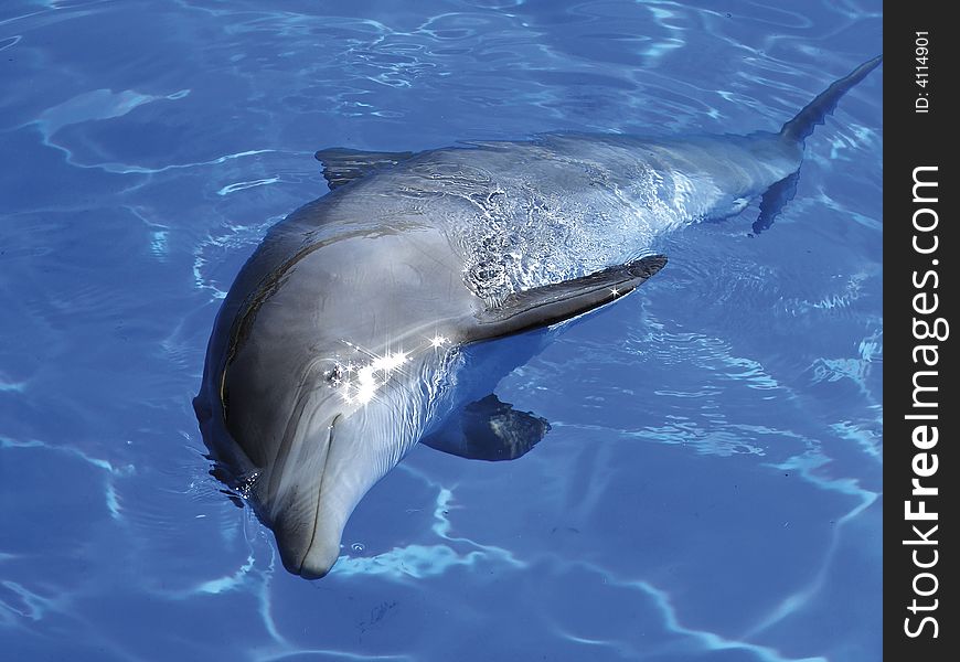 Dolphin swimming by in an aquarium