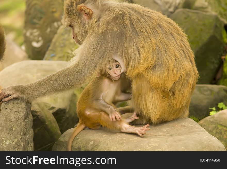 Monkey Family, Near the Monkey Temple Kathmandu, Nepal