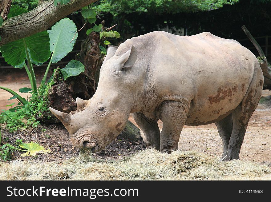 White Rhino, Singapore Zoo Life