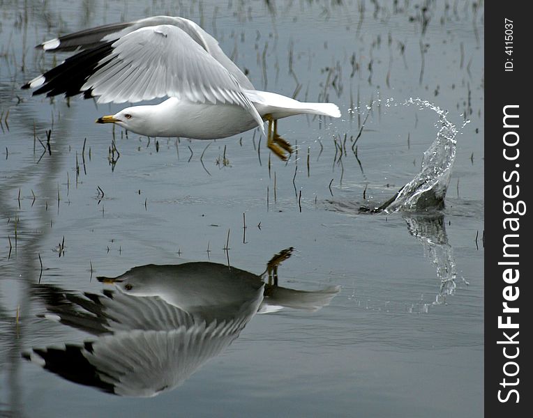 The seagull is hunting for food.