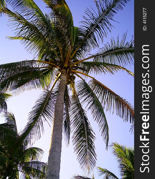 Beautiful Coconut Palm Tree in Ft. Lauderdale Beach