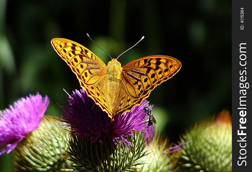 Pretty Yellow Butterfly on the Thistle Flower