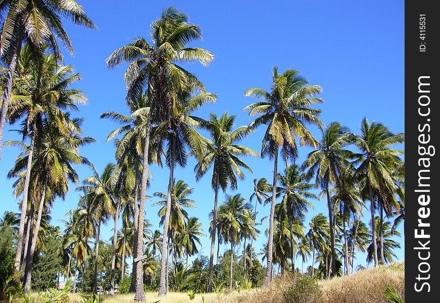 Coconut trees, Yasawa islands, Fiji