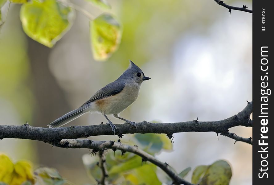 Tufted titmouse perched on a tree limb