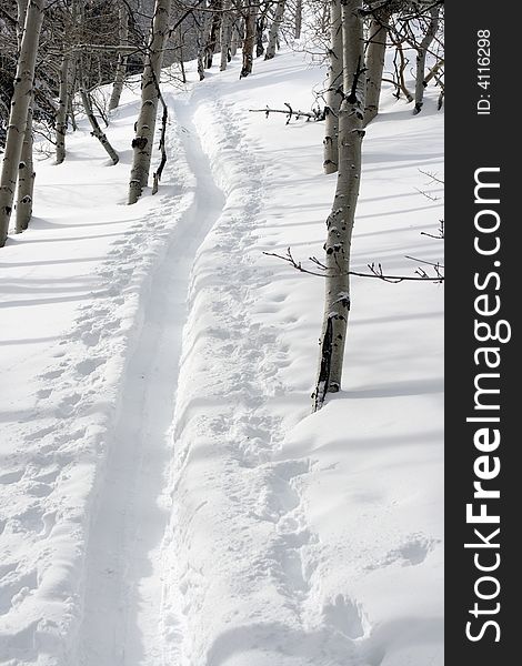 The skin path or ski track up through the aspens. The skin path or ski track up through the aspens