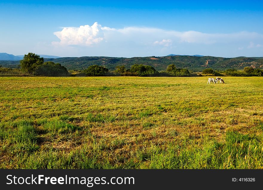 Image shows a countryside setting with two lonely cows in the distance having a peaceful meal. Image shows a countryside setting with two lonely cows in the distance having a peaceful meal