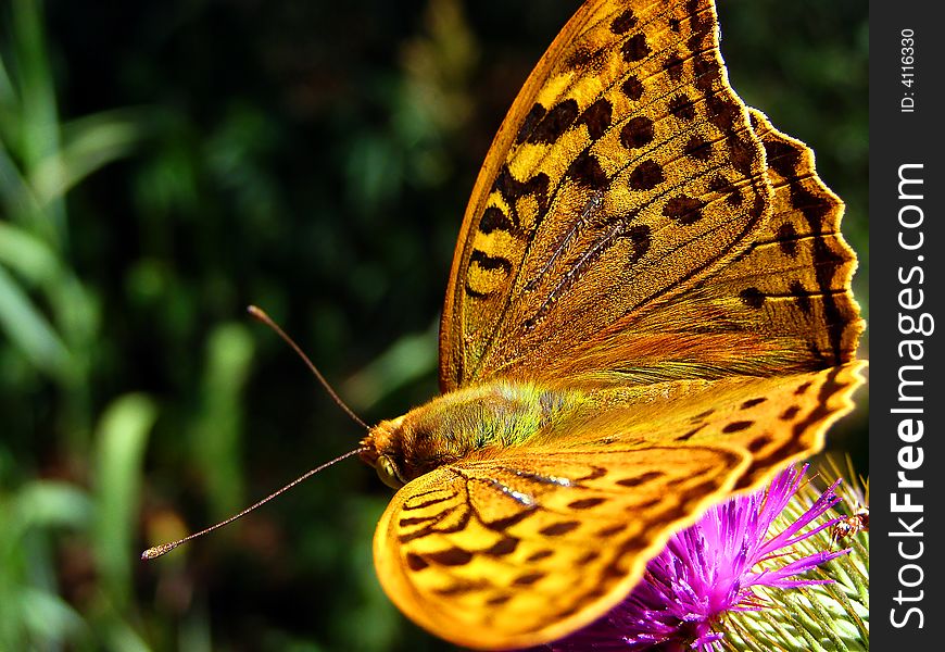 Pretty Yellow Butterfly on the Thistle Flower