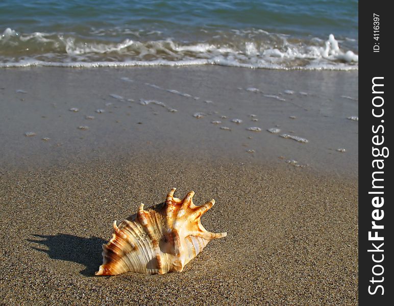 Shell On The Beach