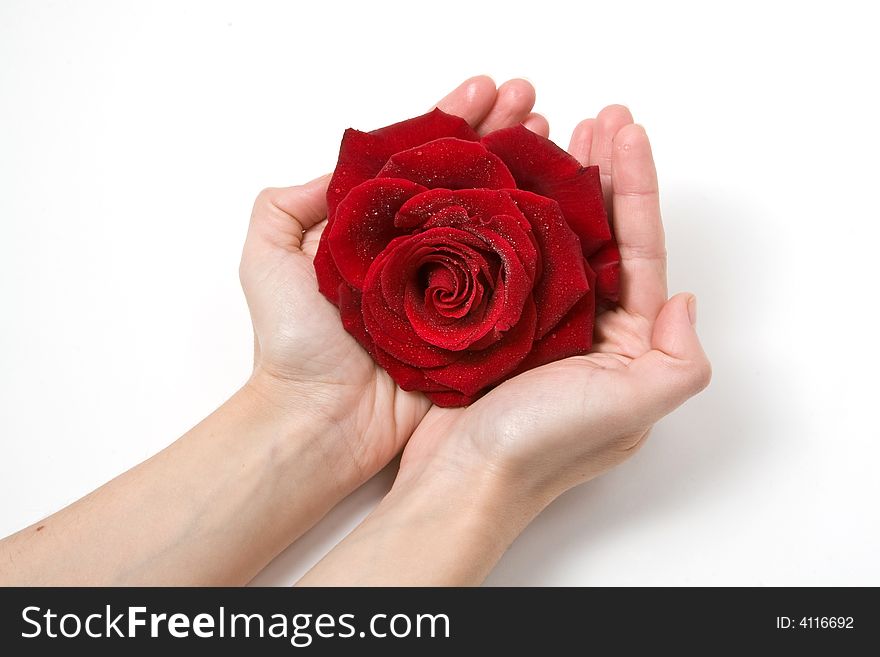 Woman holding a red rose. Woman holding a red rose