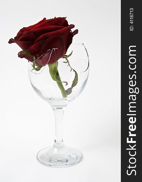 Red rose in a broken glass. Red rose in a broken glass