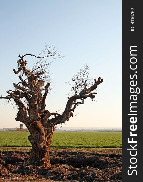 Old tree in hola vally in northern Israel near agamon