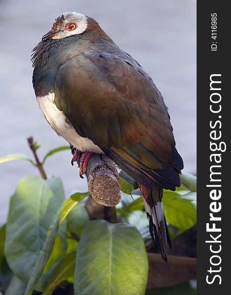 An exotic bird from the San Diego Zoo. An exotic bird from the San Diego Zoo.