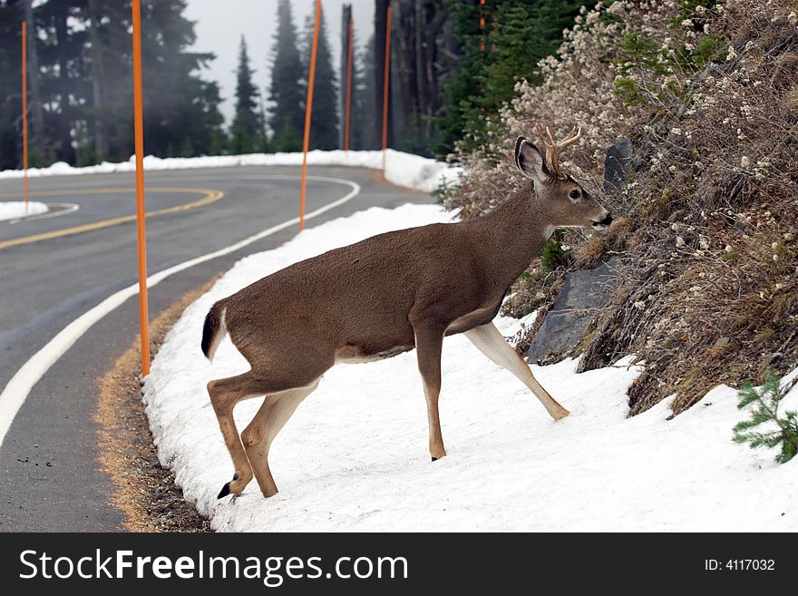 An elk climbs Mount Rainier near Seattle, WA. An elk climbs Mount Rainier near Seattle, WA.