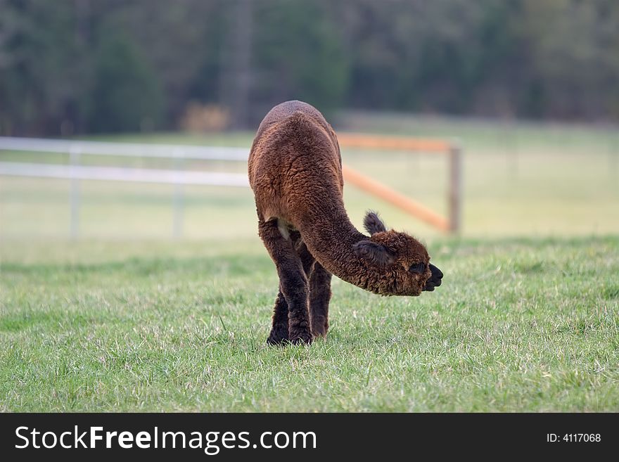 An Alpaca at a ranch on Friday Harbor, WA. An Alpaca at a ranch on Friday Harbor, WA.