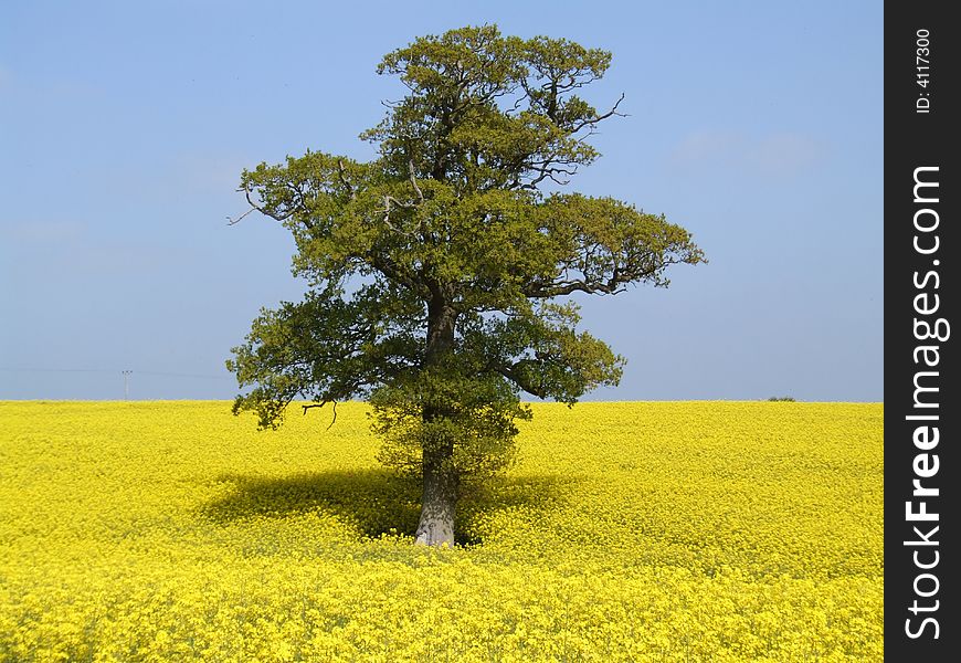 Tree in field of yellow rape flowers. Tree in field of yellow rape flowers