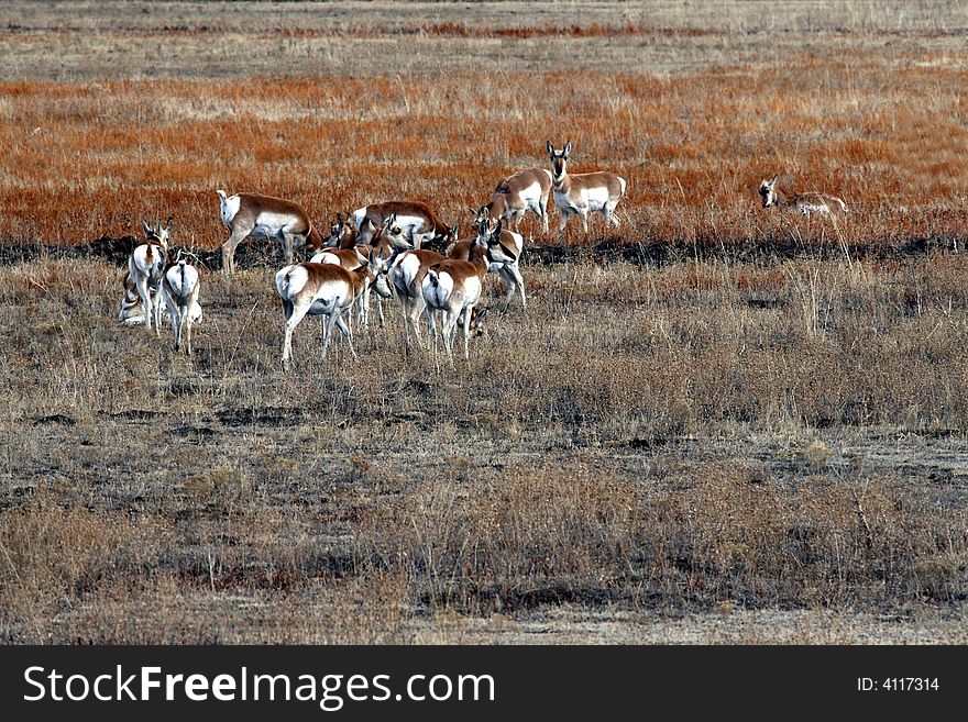 Herd of Antelope in open field
