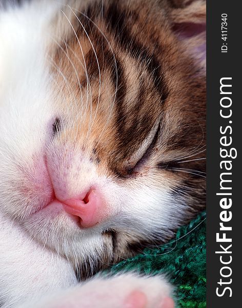 Close up of a face of a sleeping Kitten