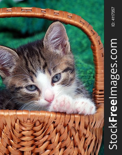 Kitten in small basket