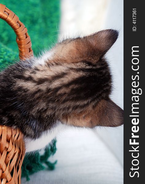 Kitten leaning out of a small basket