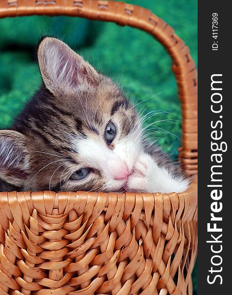 Kitten sitting in a small basket chewing fingernail. Kitten sitting in a small basket chewing fingernail