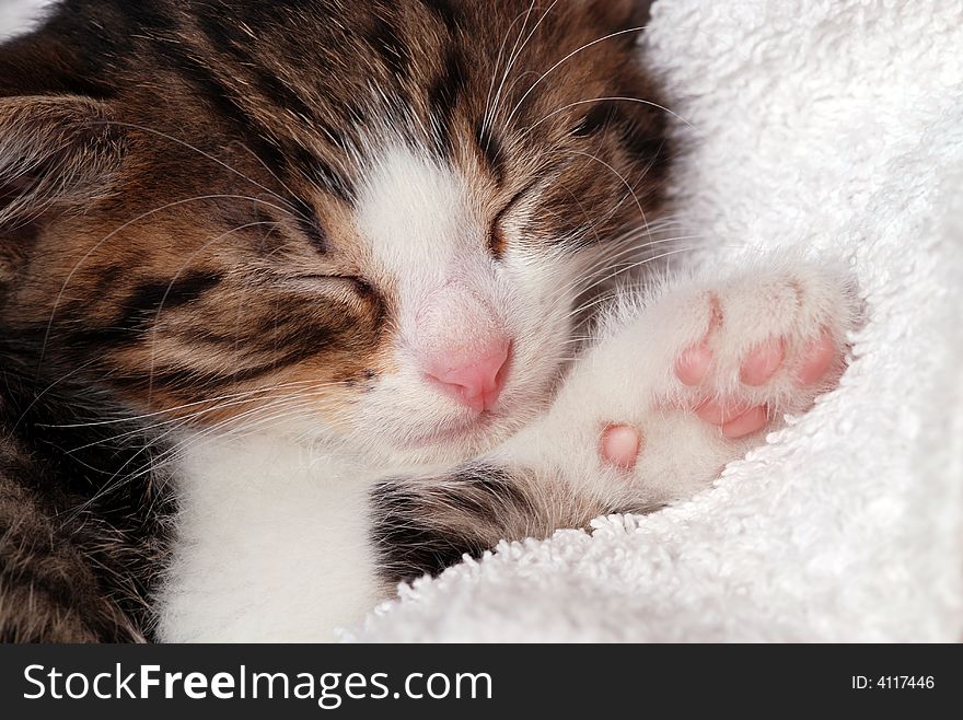 Kitten sleeping - close up