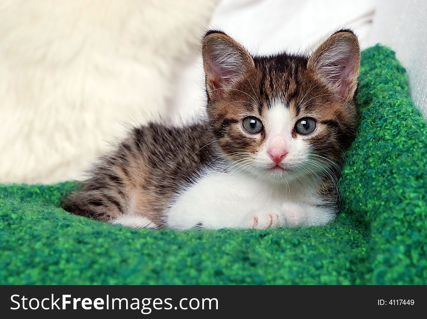 Sweet little kitten on green blanket. Sweet little kitten on green blanket