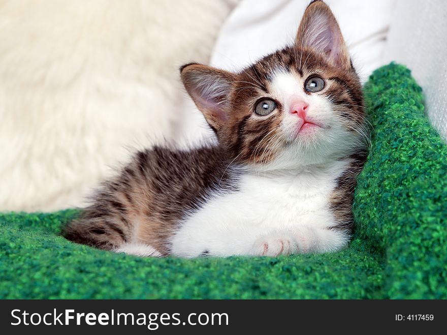 Sweet little kitten looking up