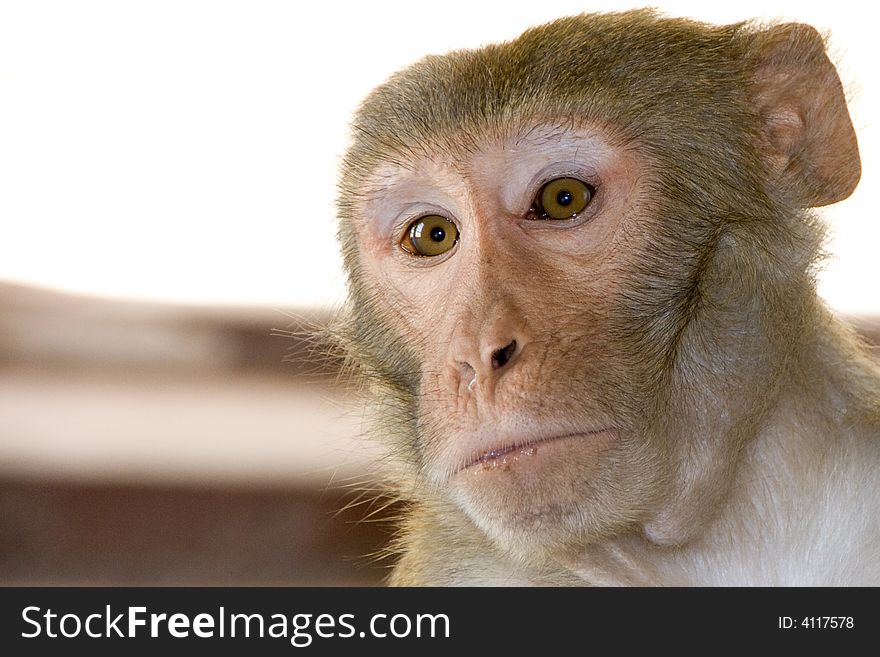Close Up Of A Monkey