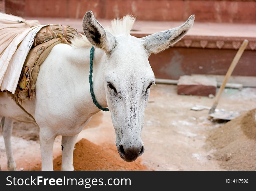 White donkey working on building