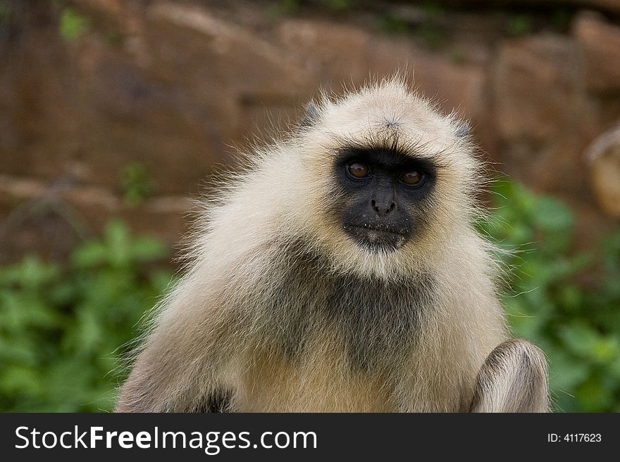 Sacred monkey in indian temple. Sacred monkey in indian temple