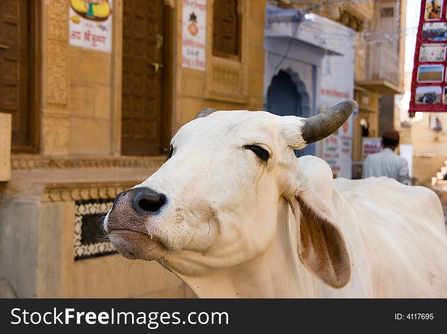Sacred cow in jaisalmer street. Sacred cow in jaisalmer street