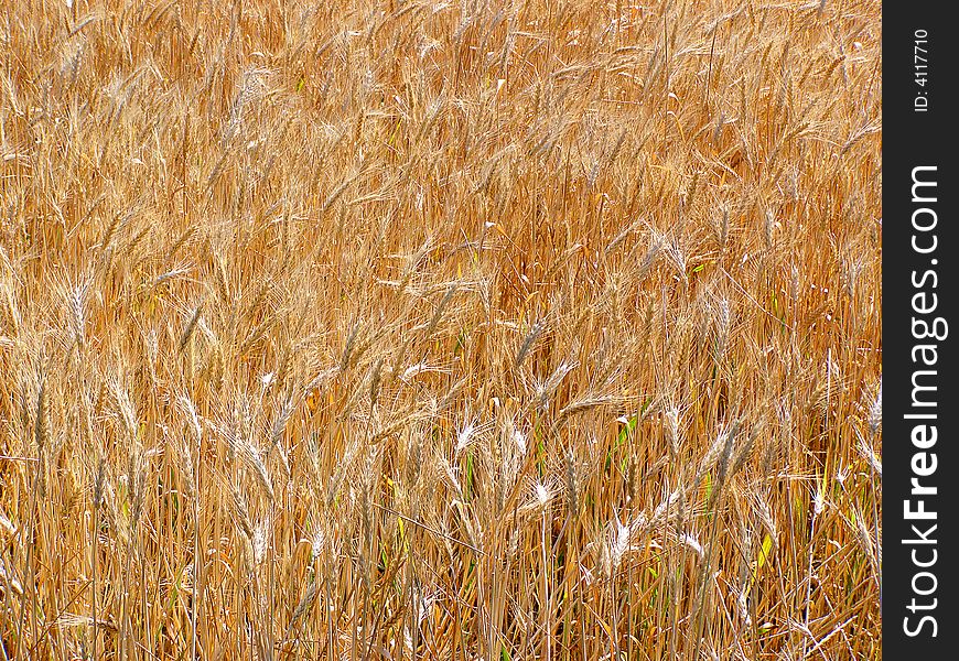 Golden Ears of Unmown Wheat on the Field. Golden Ears of Unmown Wheat on the Field