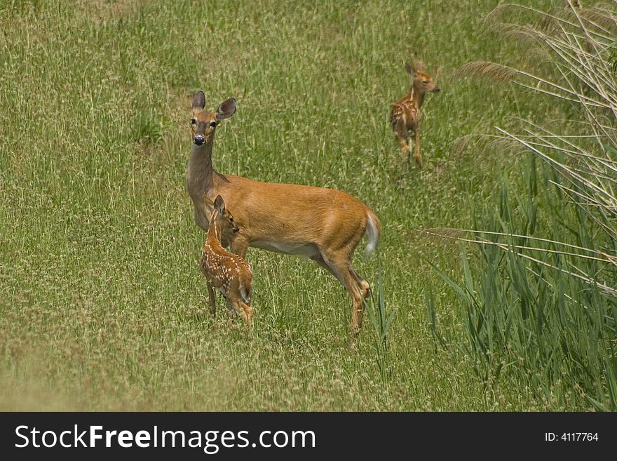 A female deer is alert of any danger while the fawns follow her. A female deer is alert of any danger while the fawns follow her