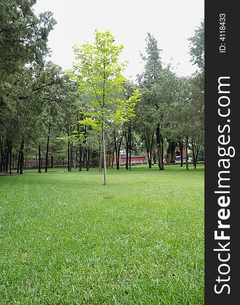Small Tree In The Park