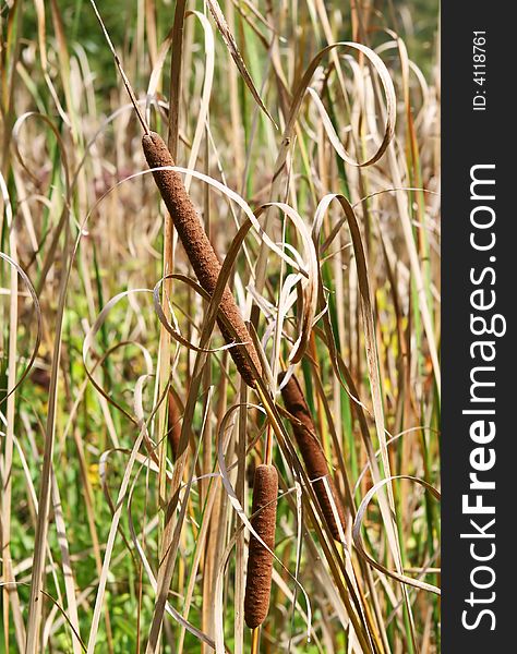 Cattail plants growing in Western New York. Cattail plants growing in Western New York