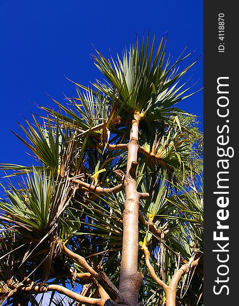 Strong green tropical palm tree against sky background